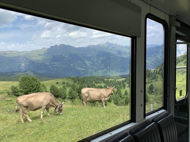 vache paturage suisse train jungfraujoch alpes suisses
